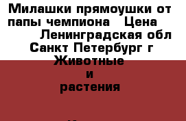 Милашки прямоушки от папы чемпиона › Цена ­ 6 000 - Ленинградская обл., Санкт-Петербург г. Животные и растения » Кошки   . Ленинградская обл.,Санкт-Петербург г.